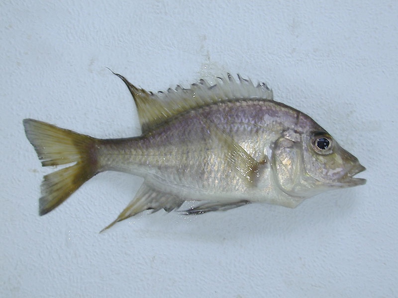 Alticorpus macrocleithrum